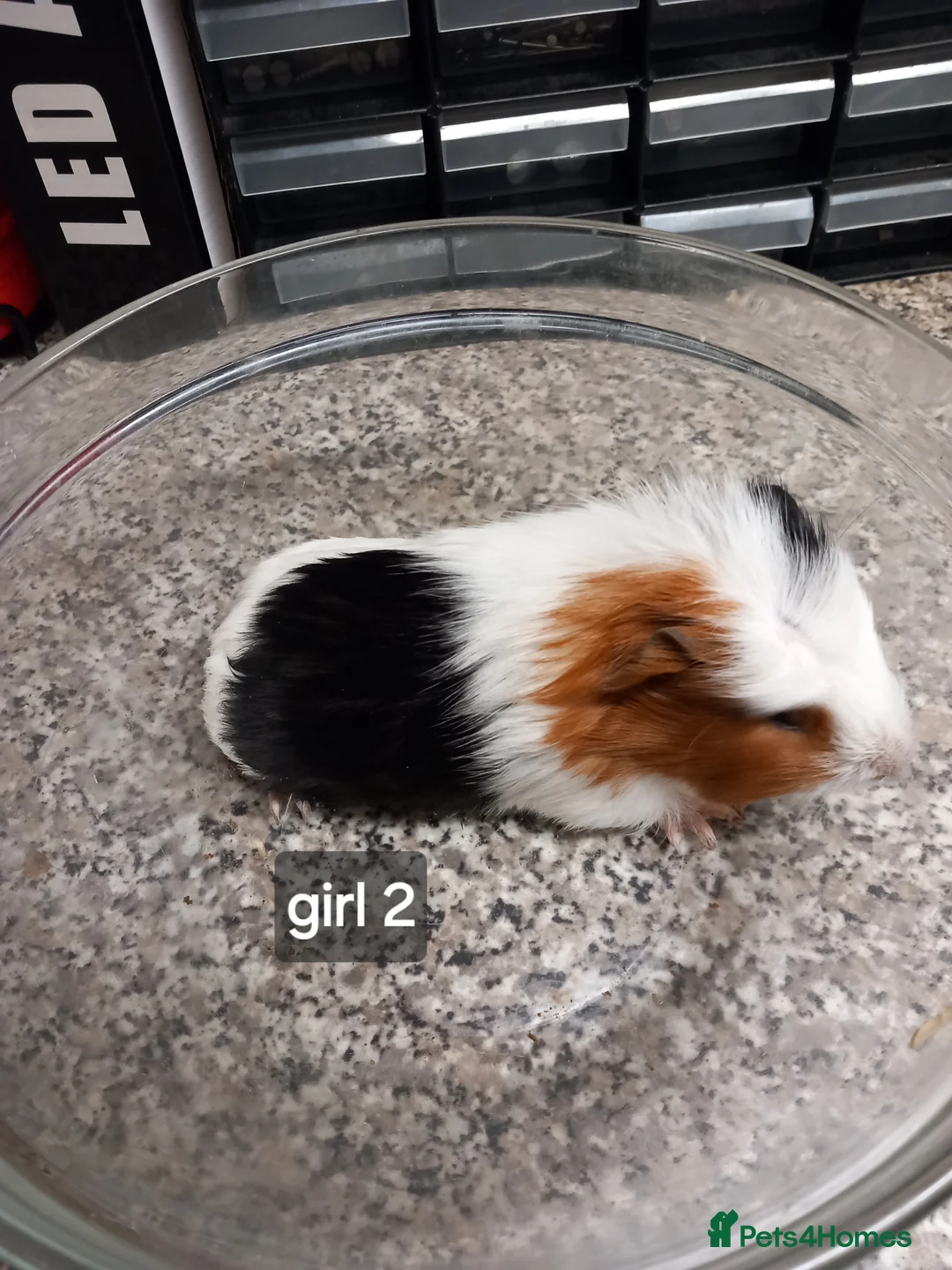 Guinea Pig rodents for sale: Baby guinea pigs ready now - Advert 2