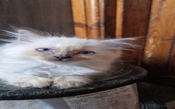 Ragdoll cats for sale: Fully vaccinated Ragdoll kittens ready now - Image 4
