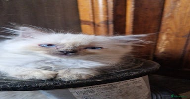 Ragdoll cats - Advert 6