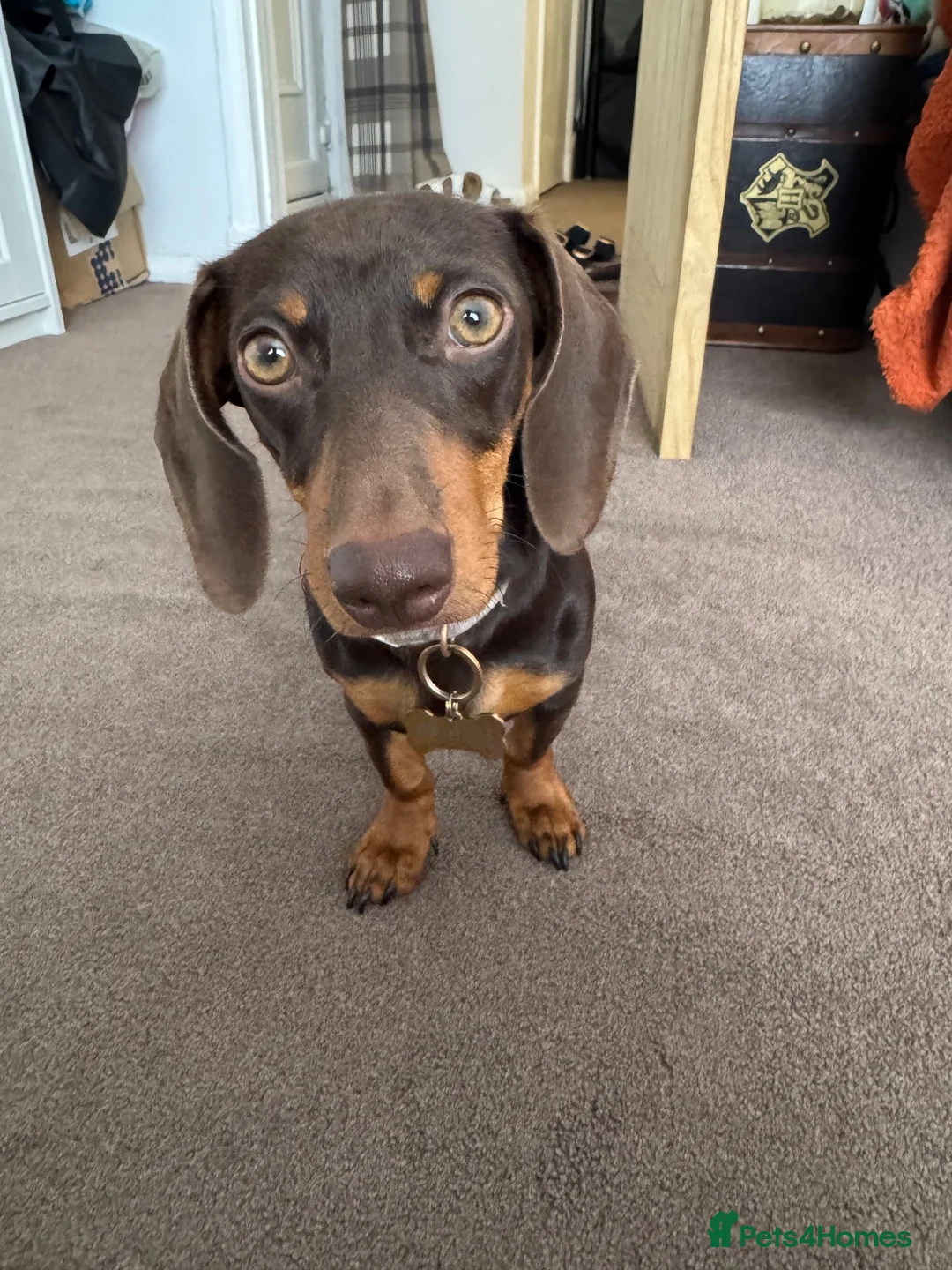 Dachshund dogs for sale: 7 month old puppy for sale - Advert 2