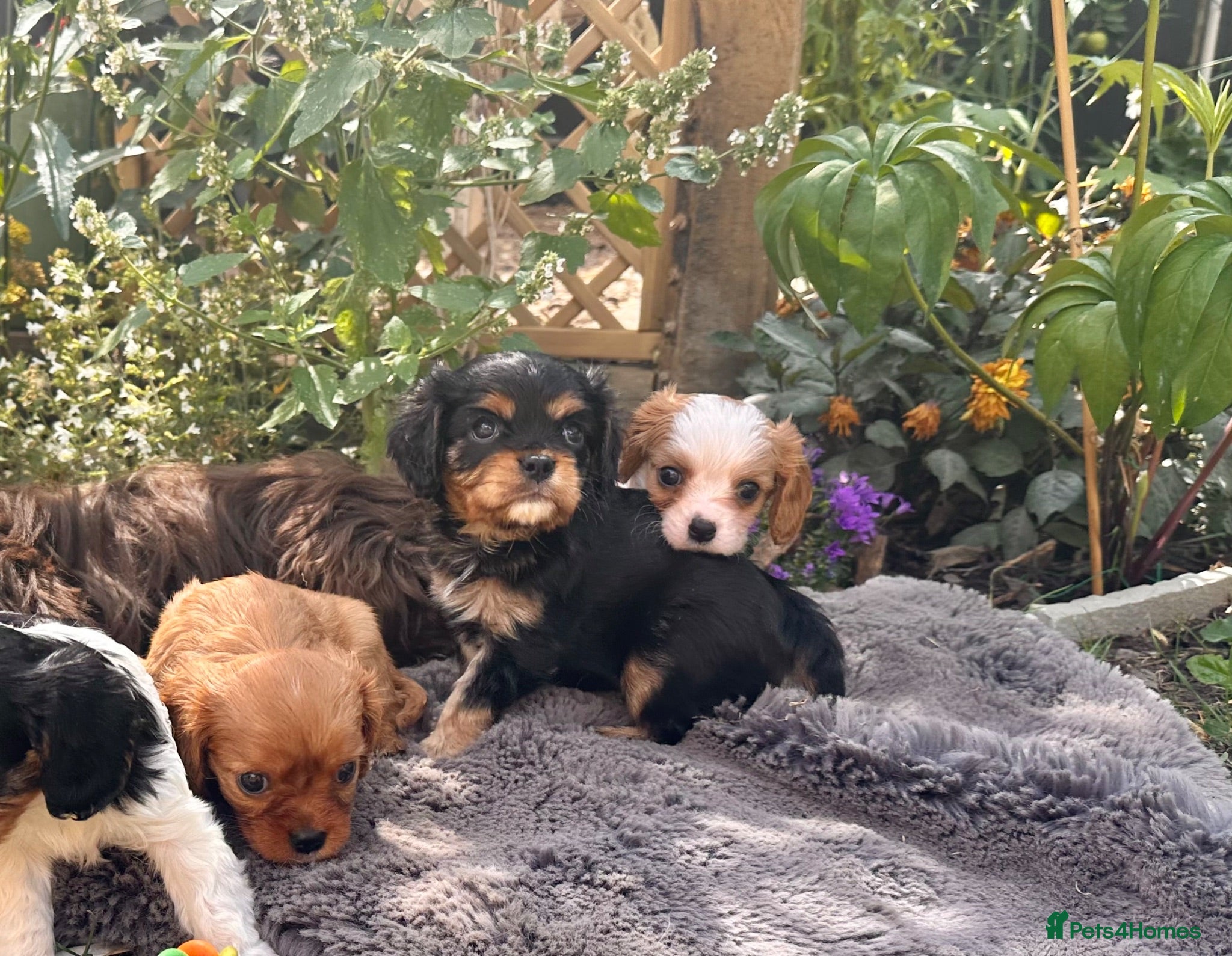 Cavalier King Charles Spaniel dogs Beautiful Cavalier King Charles Puppies, KC. - Advert 1