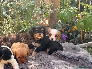 Cavalier King Charles Spaniel dogs Beautiful Cavalier King Charles Puppies, KC. - Advert 1