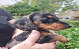 Miniature Dachshund dogs for sale: Beautiful litter of 6 true to type miniature pups. - Image 2