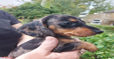 Miniature Dachshund dogs - Advert 13