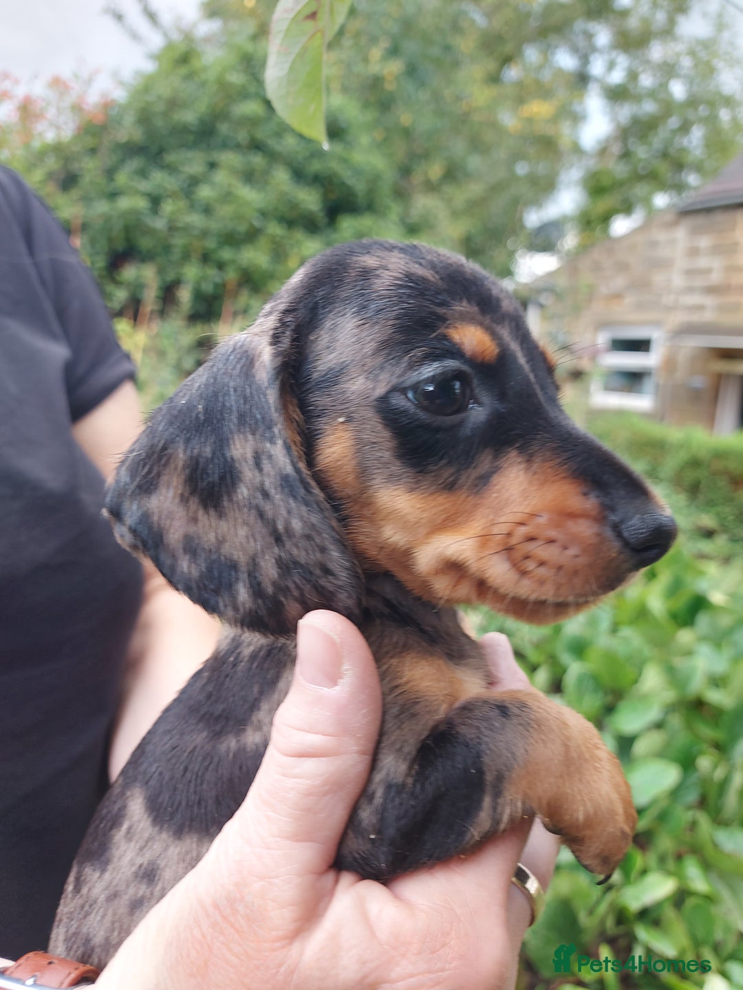 Miniature Dachshund dogs for sale: Beautiful litter of 6 true to type miniature pups. - Image 2