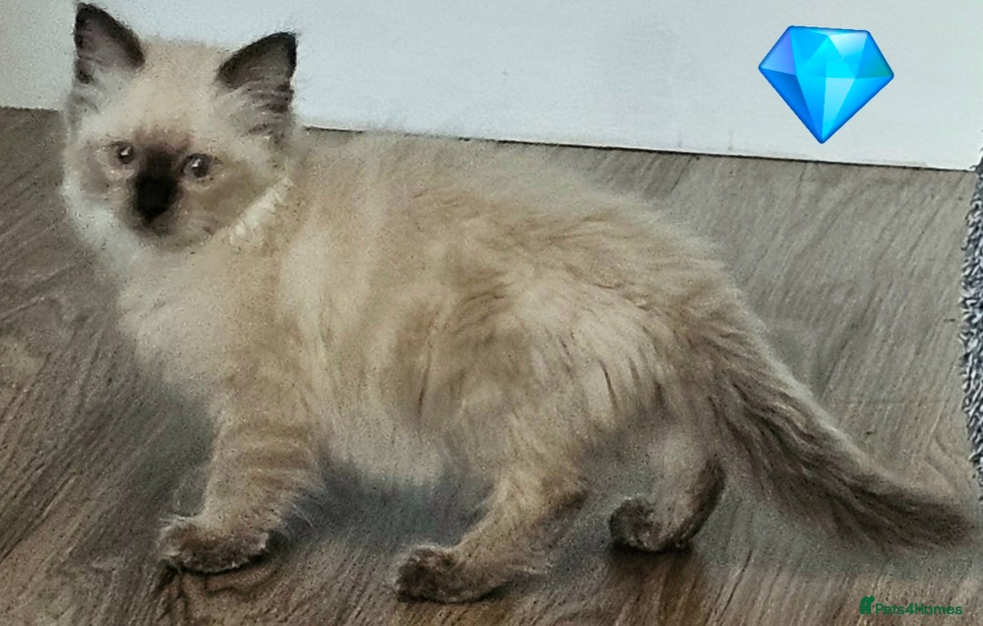 Ragdoll cats for sale: Blue Point Ragdoll Kittens for sale   - Image 12