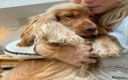 Cocker Spaniel dogs for sale: KC Show Cocker Spaniel Puppies - Due Sept  - Image 20