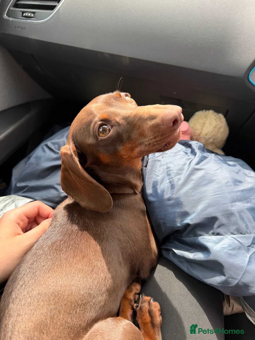 Miniature Dachshund dogs for sale: Short haired miniature dachshund  in Normanton - Advert 2