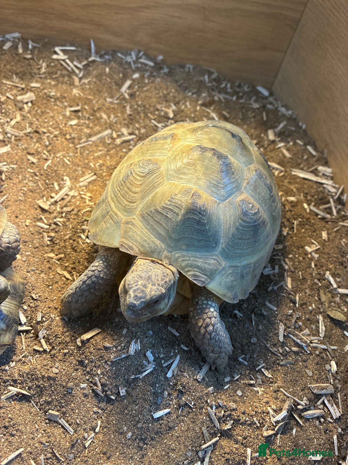 Tortoise reptiles Pair of tortoises - Advert 12