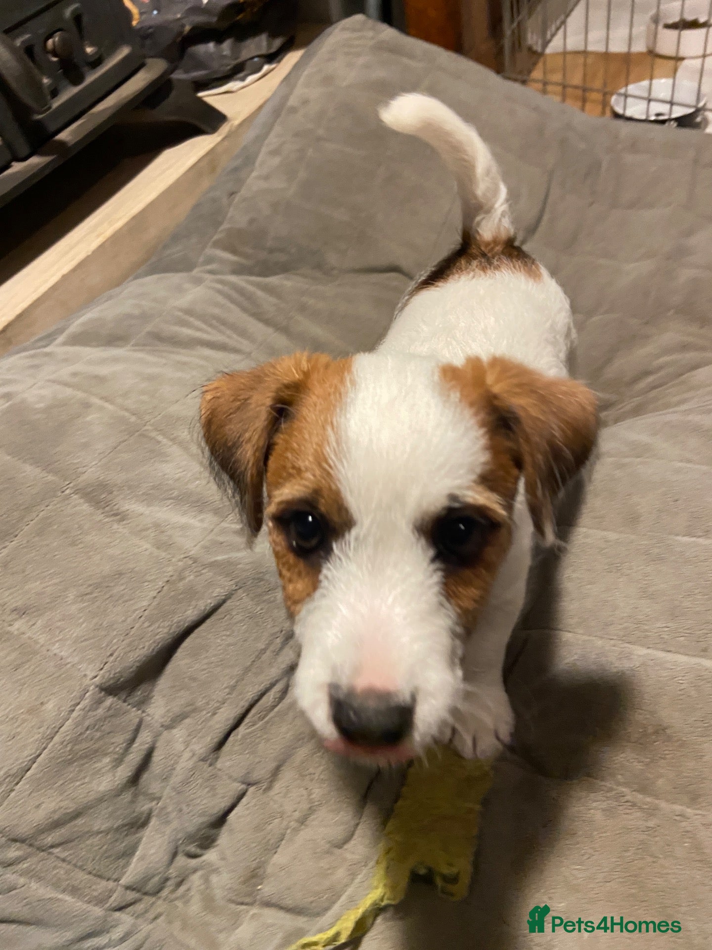 Jack Russell dogs 1 beautiful boy Jack Russell left  - Advert 1