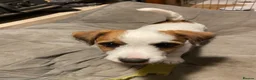 Jack Russell dogs for sale: 1 beautiful boy Jack Russell left  - Advert 1