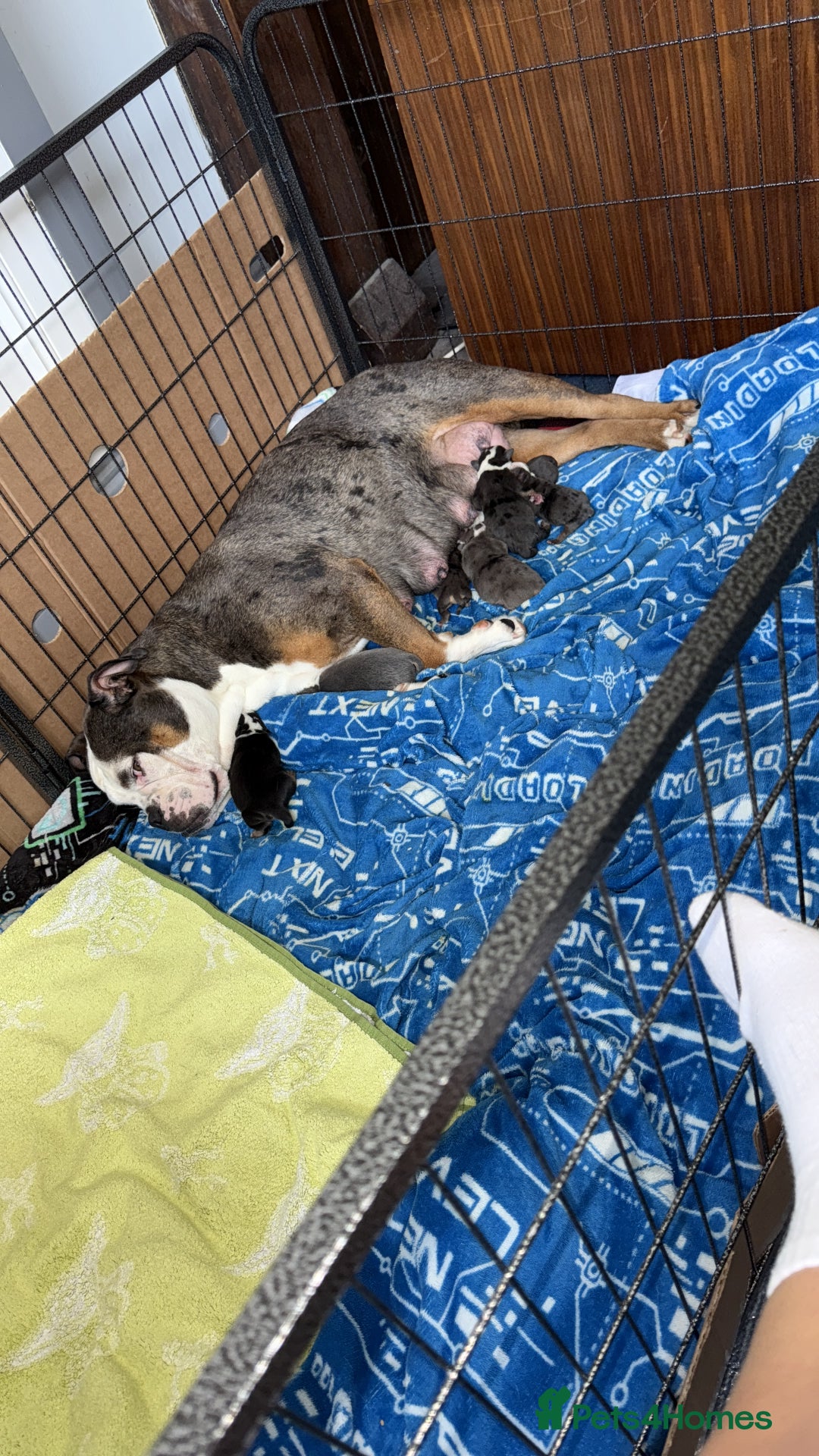 Mixed Breed dogs for sale: Old Tyme bulldogs f1  - Image 15