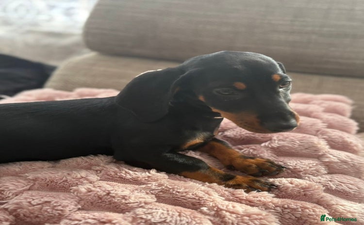 Dachshund dogs - Advert 3