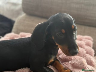 Dachshund dogs - Advert 3