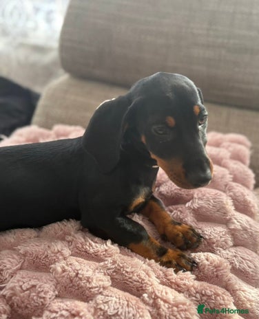 Dachshund dogs - Advert 2