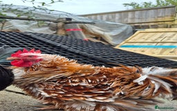 Chickens poultry for sale: Peking bantams and Polish bantams  - Image 6