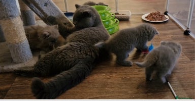 British Shorthair cats - Advert 9