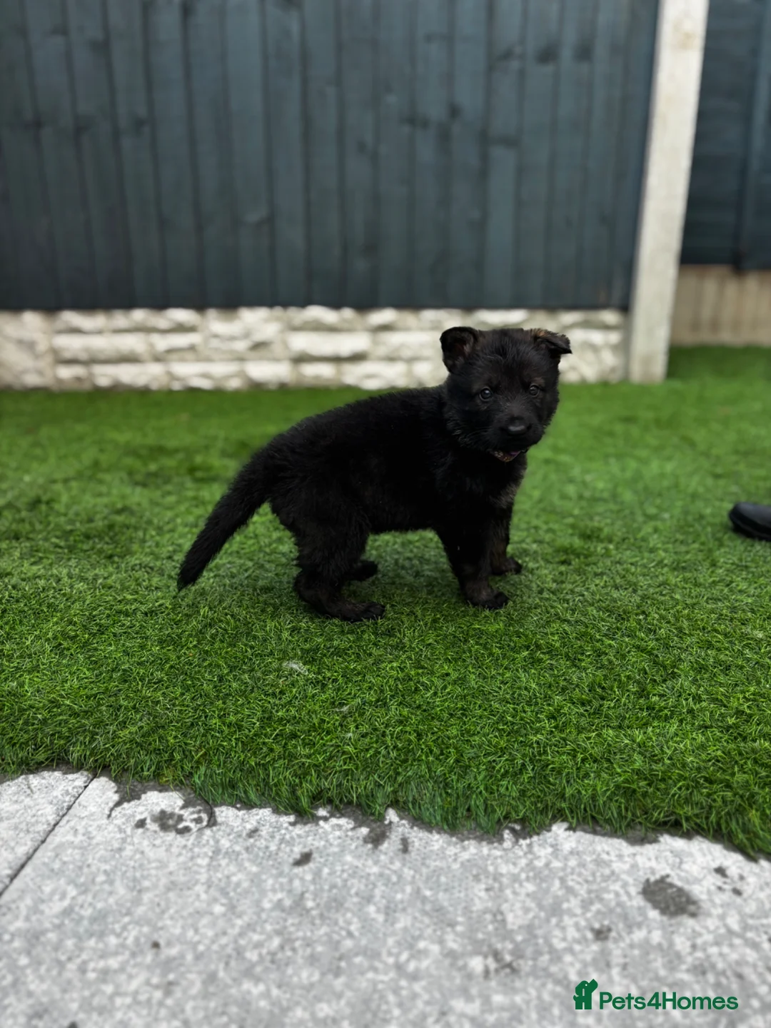 German Shepherd dogs for sale: KC Czech working line German shepherd puppies  - Advert 32