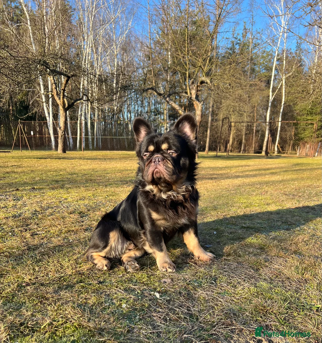 French Bulldog dogs for stud: PROVEN STUD Louis Isabella, Rojo Visual Fluffy - Advert 2