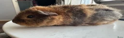 Guinea Pig rodents for sale: Two young male guinea pigs  - Advert 5