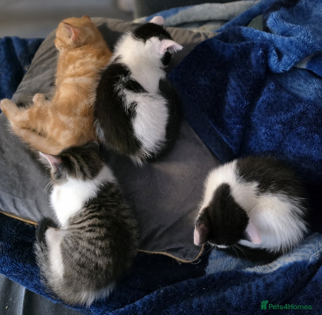 Mixed Breed cats for sale: Four Kittens for Sale - Advert 1