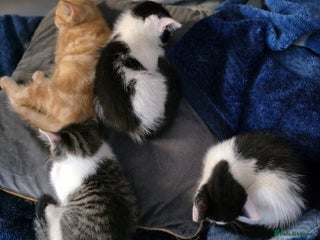 Mixed Breed cats Four Kittens for Sale - Advert 1