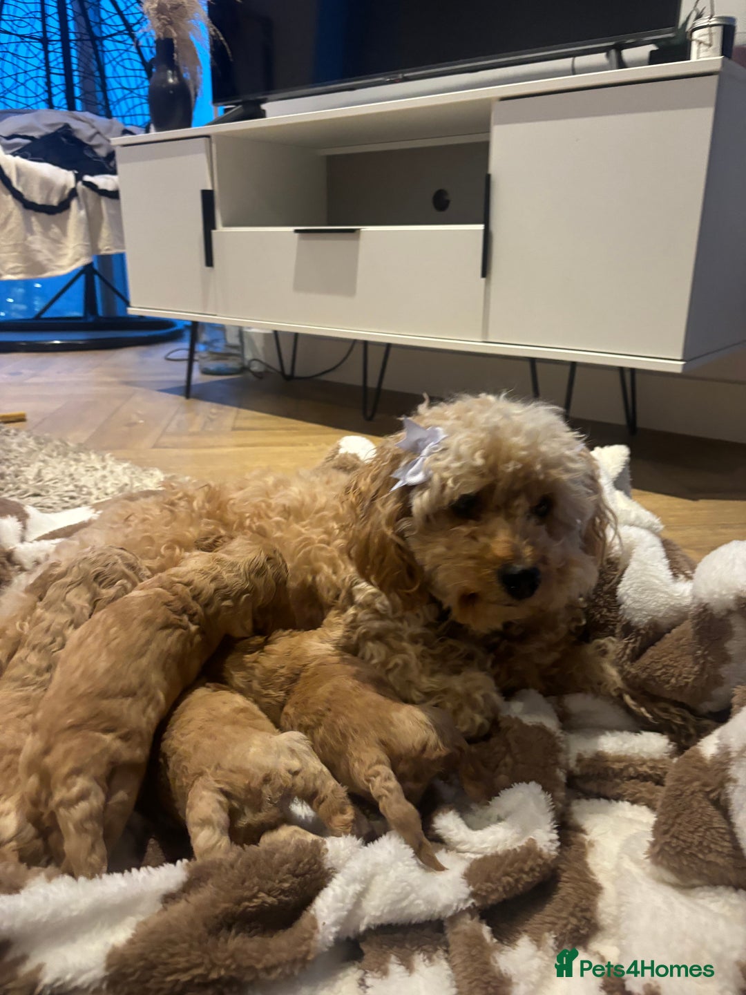Cockapoo dogs for sale: 🎀 FLUFFY COCKAPOO PUPPIES - LAST TWO REMAINING🎀 - Advert 5