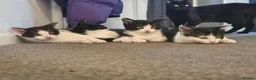 Mixed Breed cats for sale: 3 Beautiful Loving Kittens 2Months Old 2Girls 1Boy in Rugby - Advert 10
