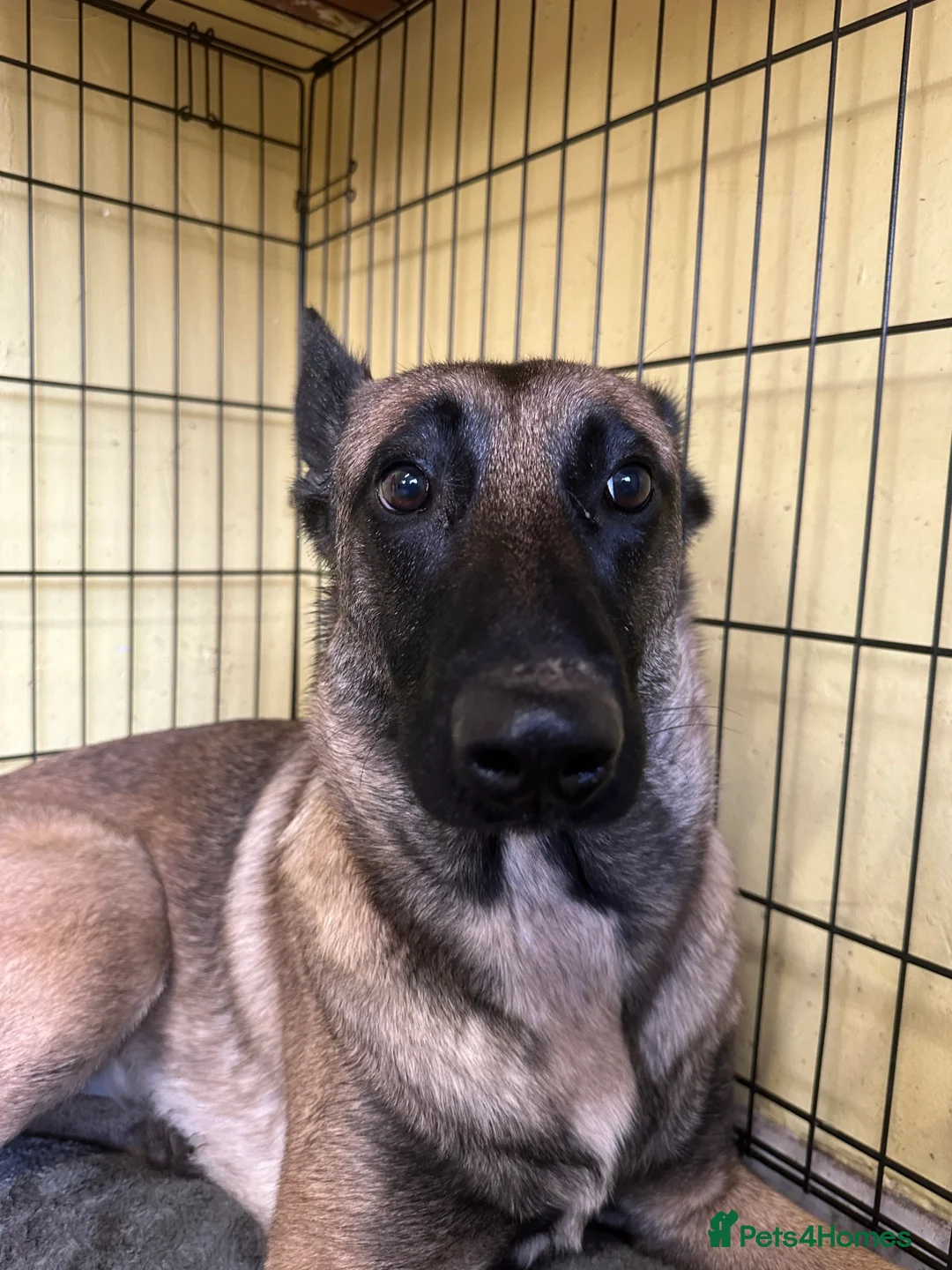 Mixed Breed dogs for sale: Belgian Malinois . Female  - Advert 2