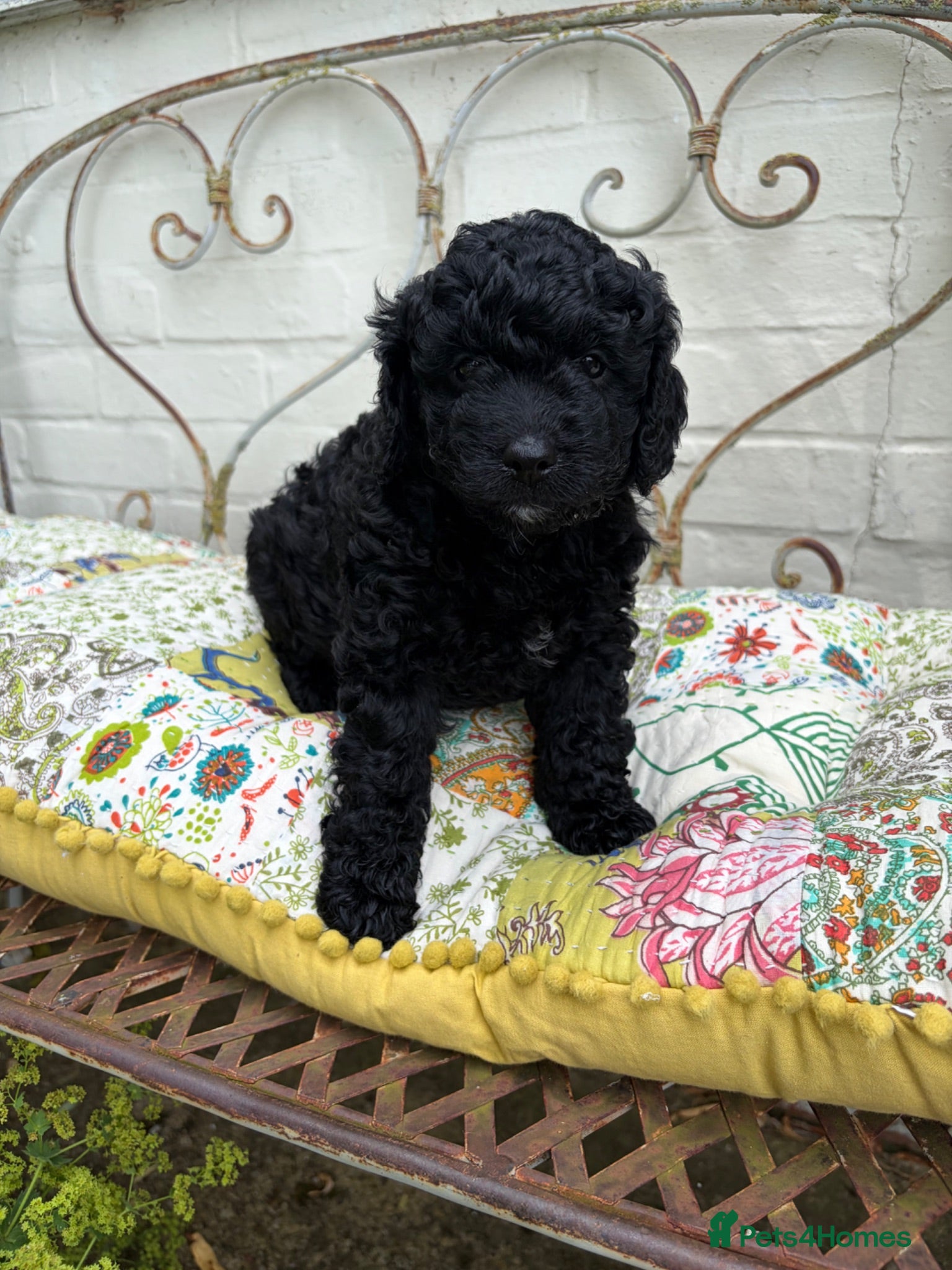 Goldendoodle dogs Cotswold Miniature/Toy Goldendoodles, All Colours - Advert 4