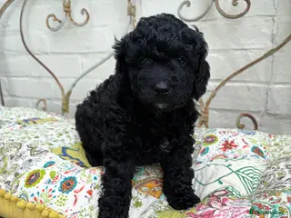 Goldendoodle dogs Cotswold Miniature/Toy Goldendoodles, All Colours - Advert 5