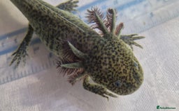 Axolotl reptiles for sale: Axolotls - Image 10