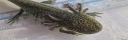 Axolotl reptiles for sale: Axolotls - Advert 12