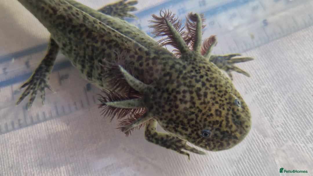 Axolotl reptiles for sale: Axolotls - Image 10