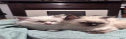 Ragdoll cats for sale: Ragdoll kittens for sale - Advert 9