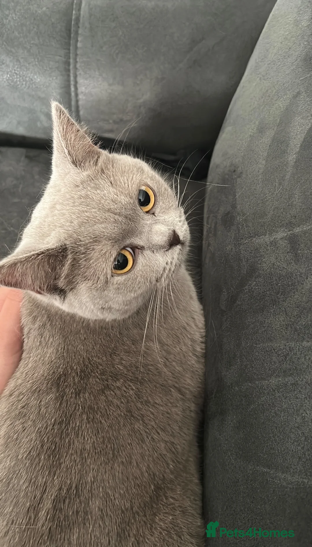 British Shorthair cats for sale: Gorgeous lilac British shorthair  - Advert 2