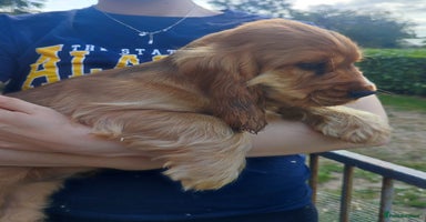 Cocker Spaniel dogs - Advert 5