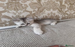 British Shorthair cats for sale: British shorthair silver chinchilla  - Image 1