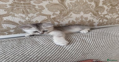 British Shorthair cats - Advert 8