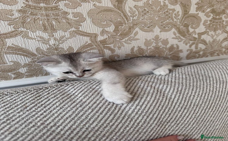 British Shorthair cats - Advert 1