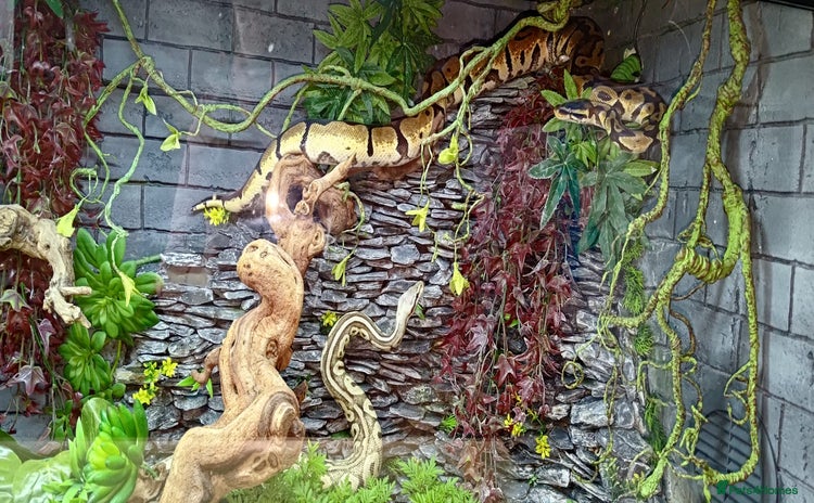 Python Snake reptiles - Advert 1