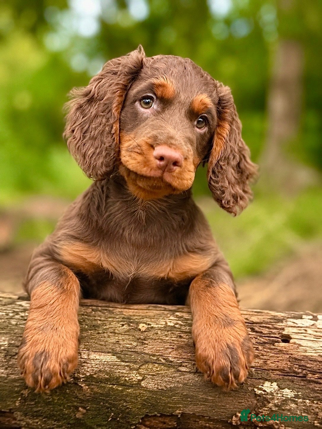 Cocker Spaniel dogs Working cocker spaniel male  - Advert 1
