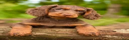 Cocker Spaniel dogs for sale: KC Working cocker spaniel male  - Advert 1