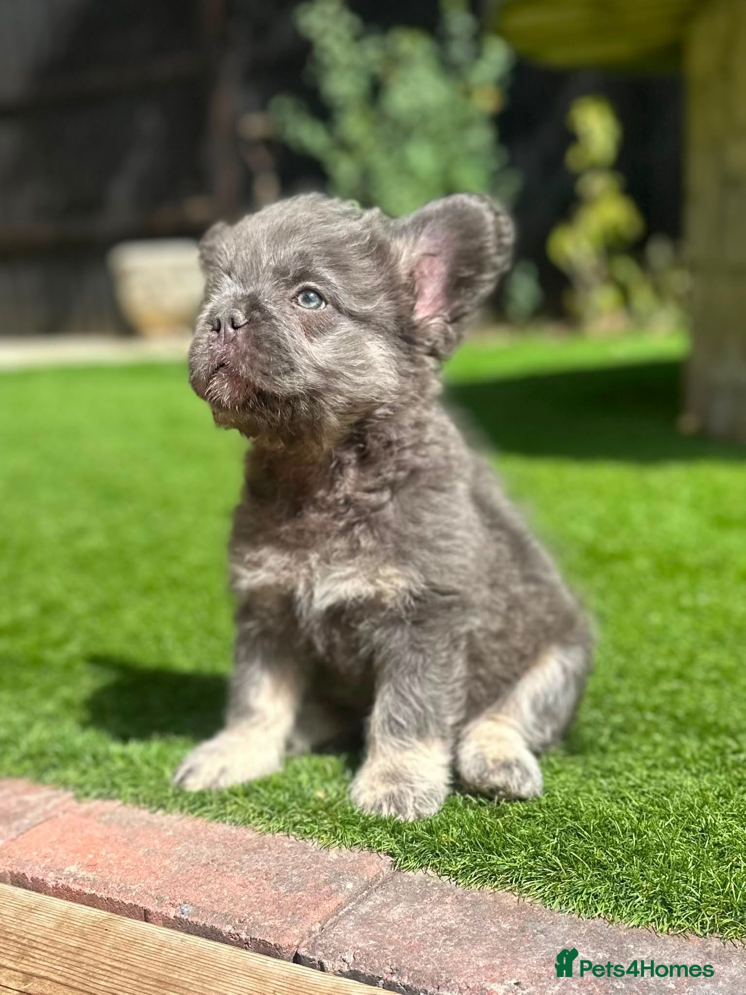 French Bulldog dogs Curly Fluffy french bulldogs AVAILABLE NOW - Advert 4
