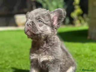 French Bulldog dogs Curly Fluffy french bulldogs AVAILABLE NOW - Advert 4
