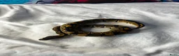 Snake reptiles for sale: Royal (ball) pythons, mixed morphs - Advert 2