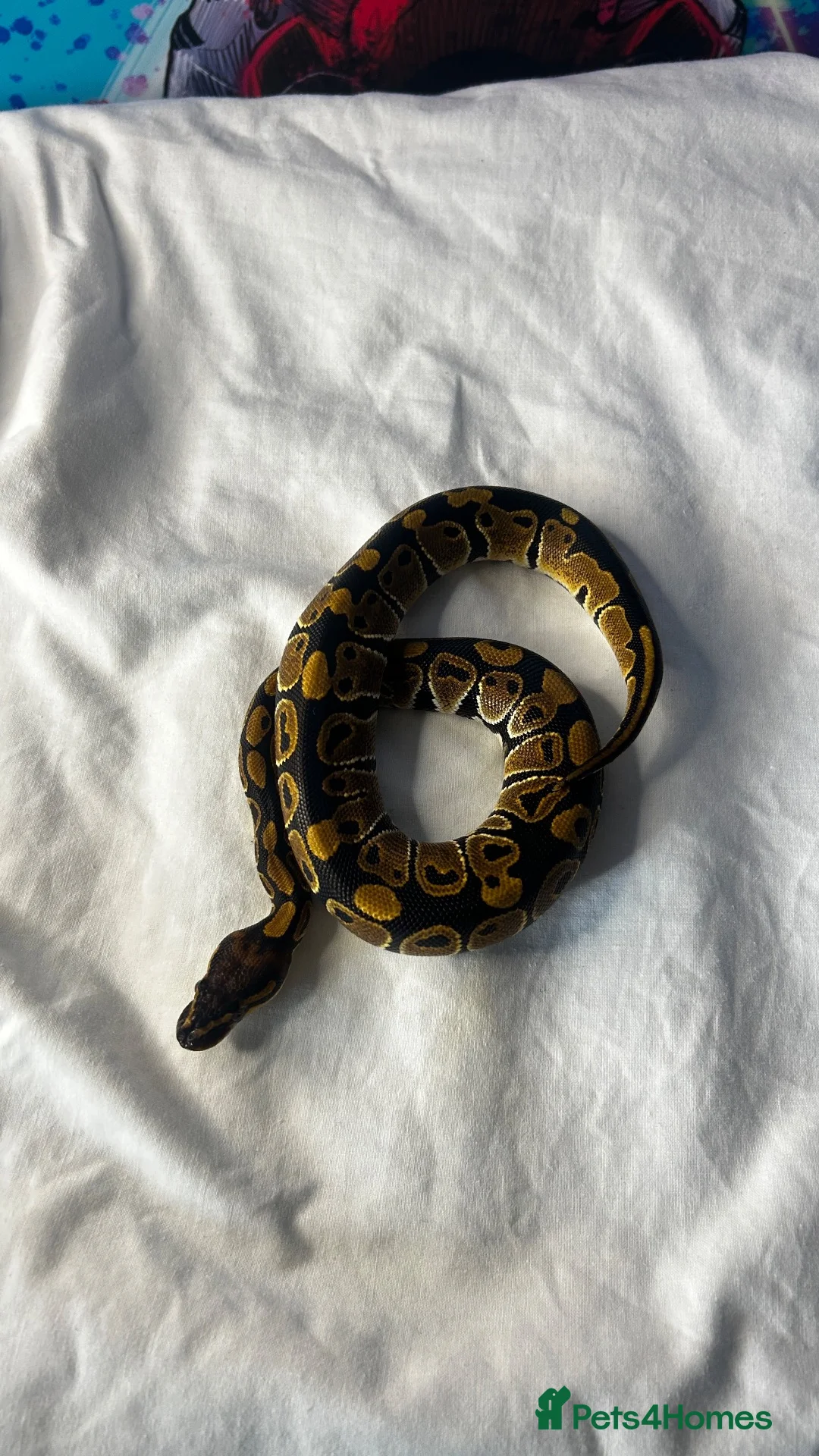 Snake reptiles for sale: Royal (ball) pythons, mixed morphs - Advert 2