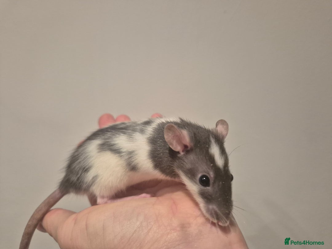 Rat rodents for sale: Various rat - Image 4