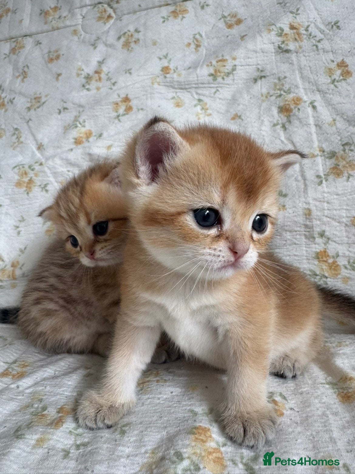 Scottish Fold cats CAUTION⚠️… 4 cuteness overload! - Advert 10