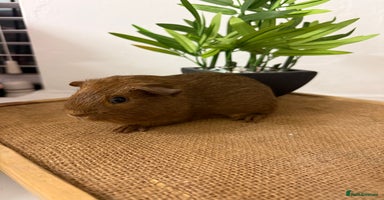 Guinea Pig rodents Pet Agouti Sow - Advert 6